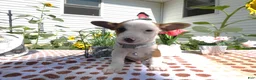 Jack Chi dogs for sale: Jack Chi 4 Jack - Ad 2
