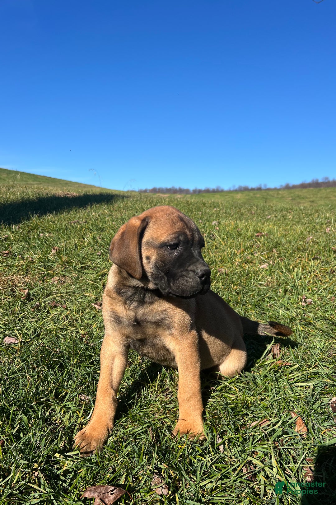 Bullmastiff dogs for sale: Lilac - Ad 1