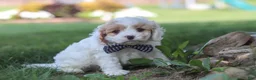 Cavapoo dogs for sale: Wesley - Ad 4