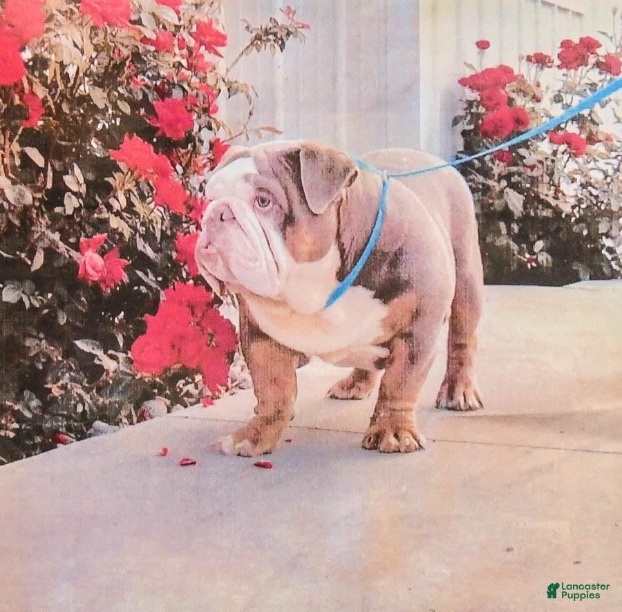English Bulldog dogs for sale: Dixie - Ad 7