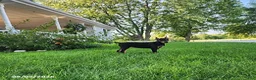 Doberman Pinscher dogs for sale: Karla - Ad 4