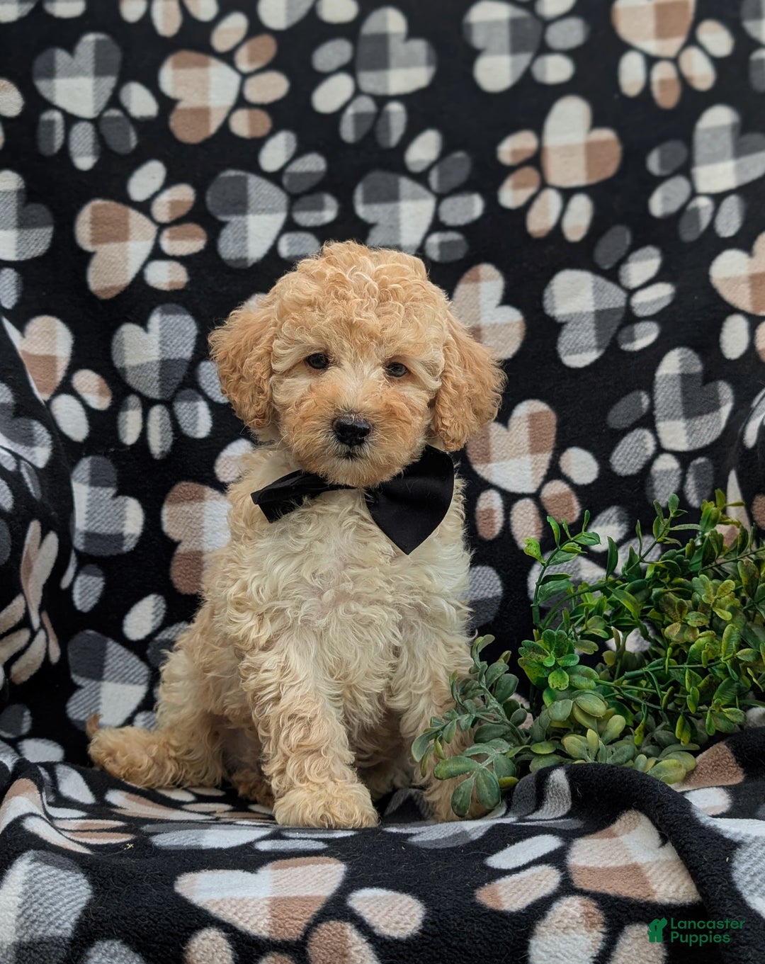 Cockapoo dogs for sale: Moore Hypoallergenic - Ad 17