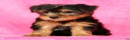 Yorkshire Terrier dogs for sale: Frisky - Ad 7
