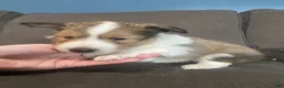 Shetland Sheepdog dogs for sale: Shetland Sheepdog Puppy 1 - Ad 7