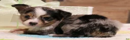 Toy Australian Shepherd dogs for sale: Fairy blue merle Toy Aussie f - Ad 3