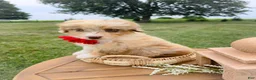 Aussiedoodle dogs for sale: Honey Melon - Ad 6