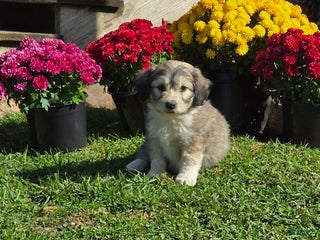 Mixed Breed dogs - Ad 33