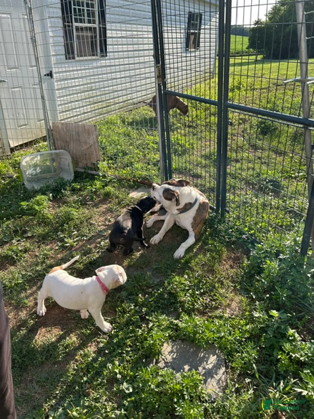 American Pit Bull Terrier dogs for sale: American Pit Bull Terrier 3 - Ad 2