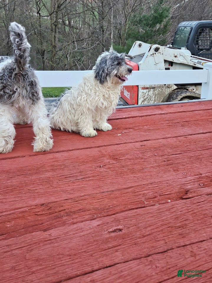 Mixed Breed dogs Rosie - Ad 2