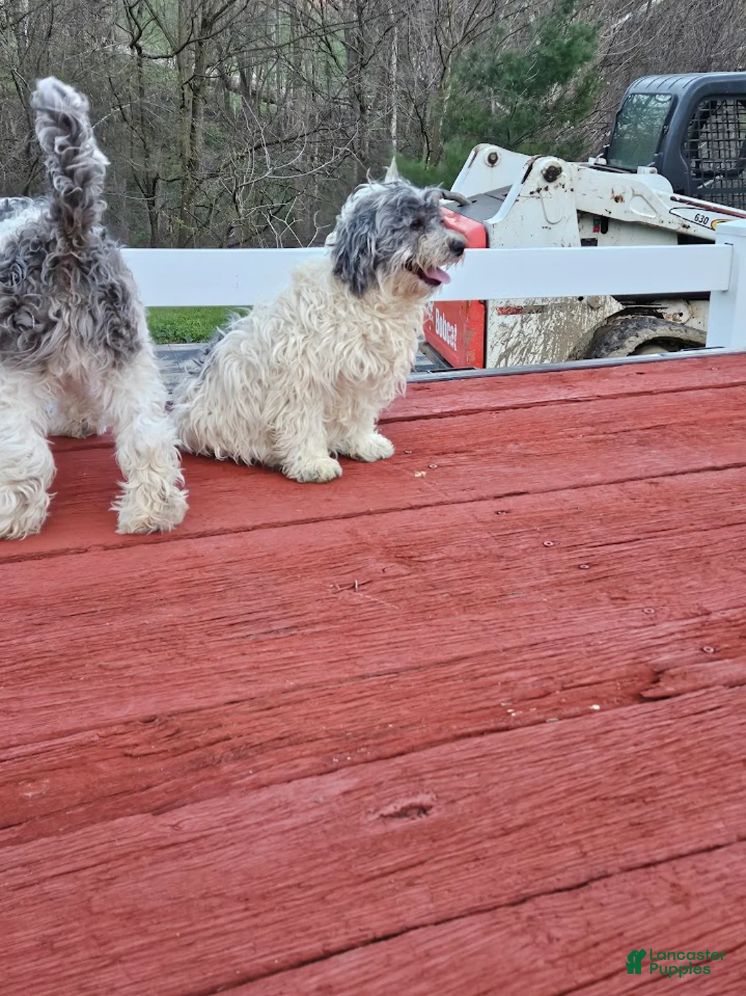 Mixed Breed dogs for sale: Rosie - Ad 2