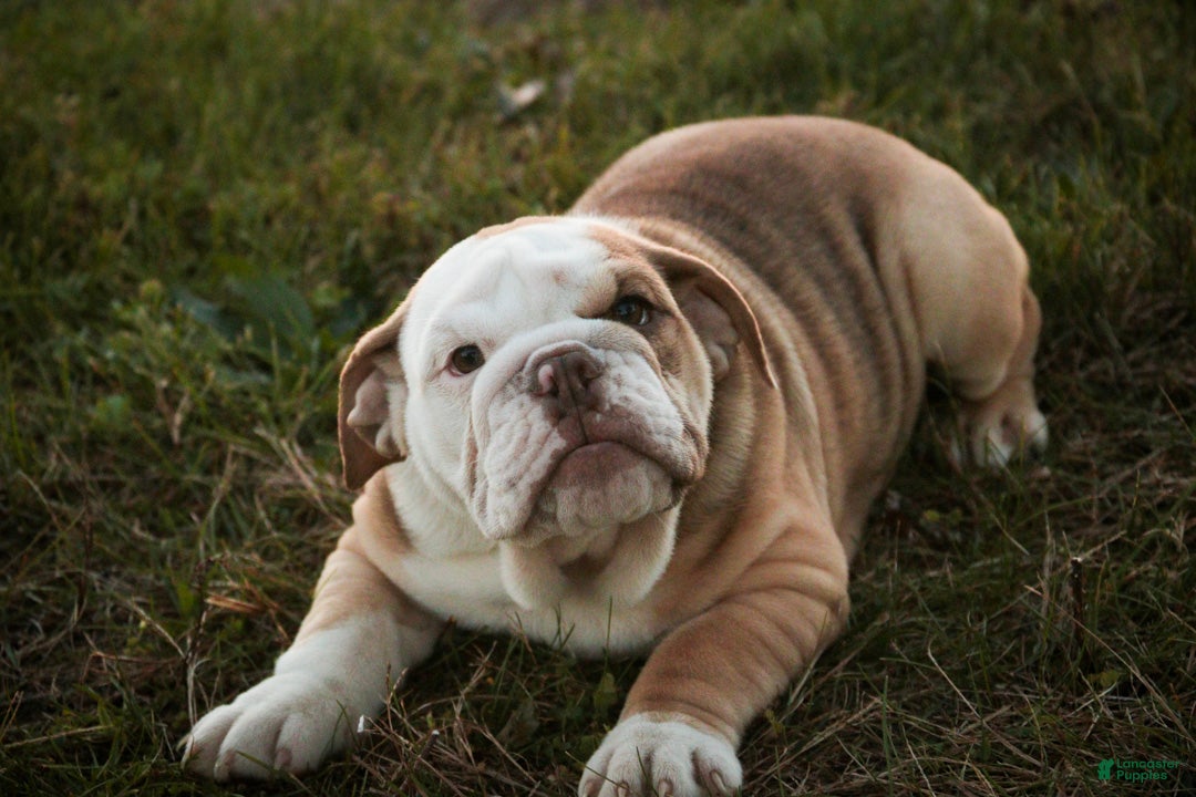 English Bulldog dogs for sale: Tammy English Bulldog  - Ad 1