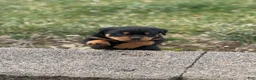 Rottweiler dogs for sale: Darcy (long tail)  - Ad 9