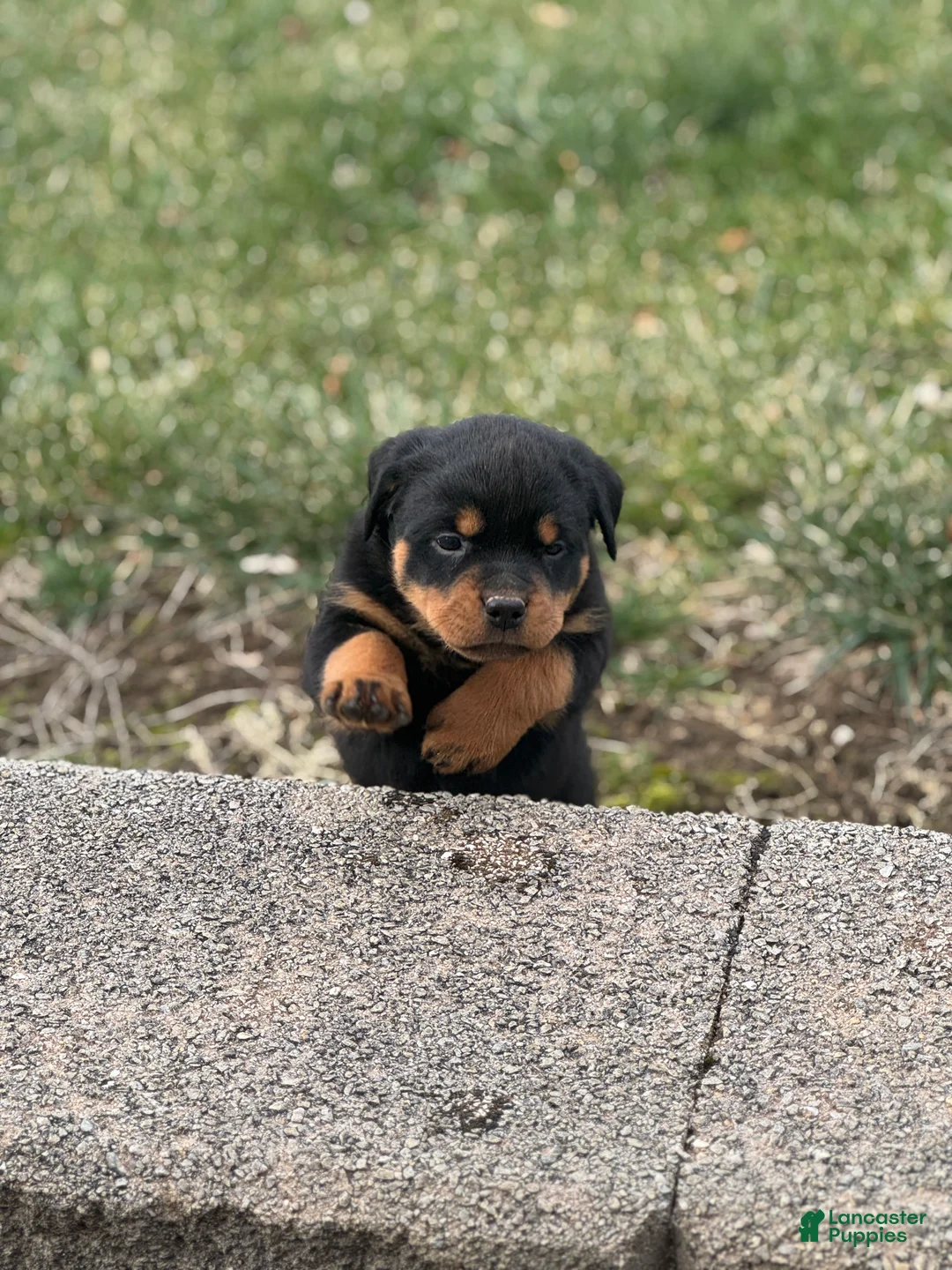 Rottweiler dogs for sale: Darcy (long tail)  - Ad 9