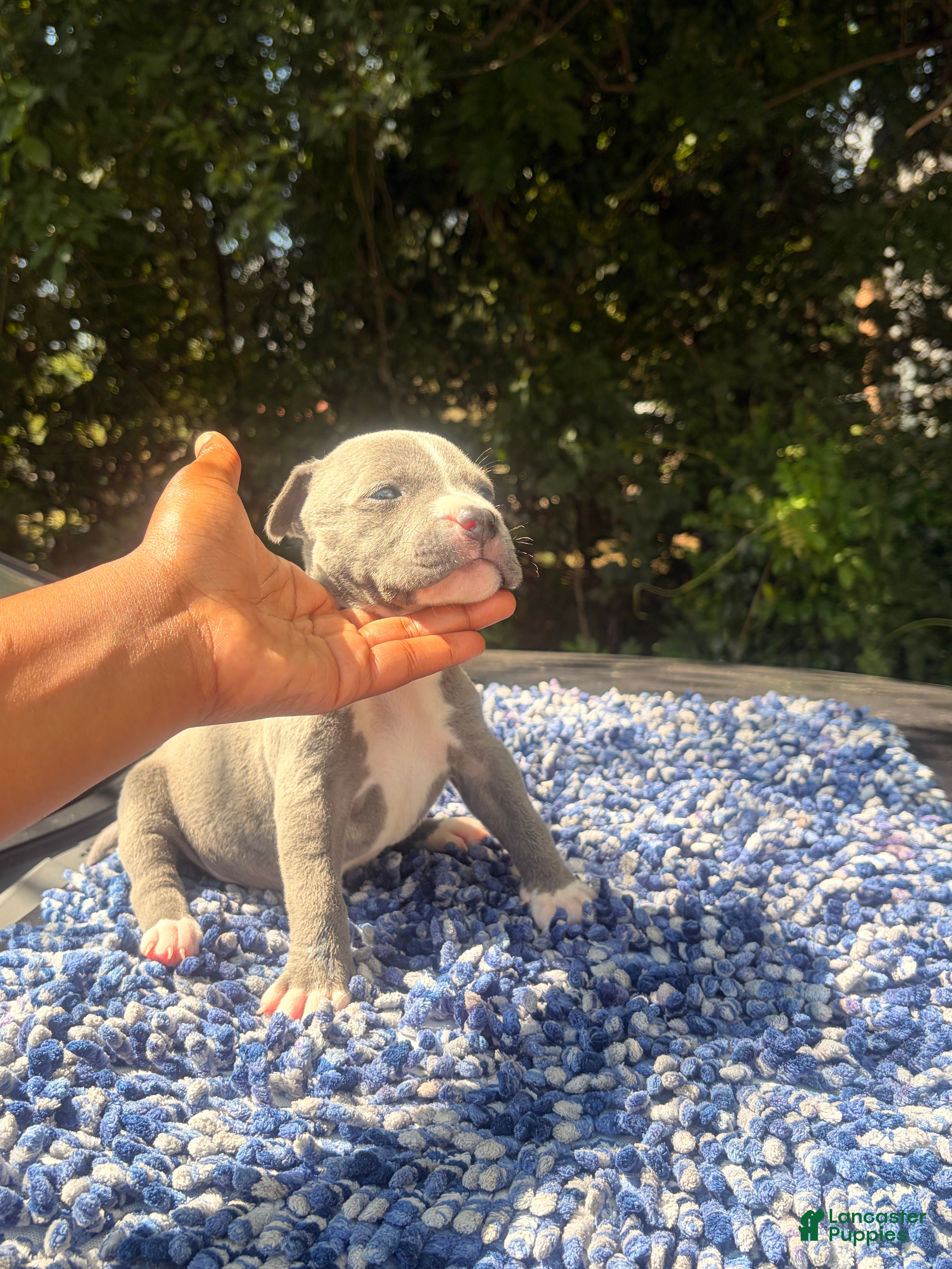 American Bully dogs American Bully 1 - Ad 2