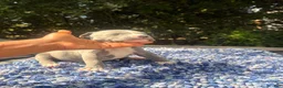 American Bully dogs for sale: American Bully 1 - Ad 2