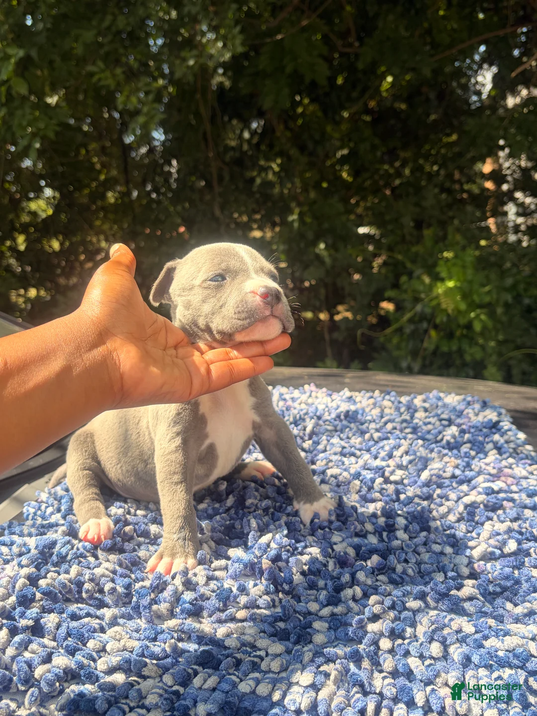American Bully dogs for sale: American Bully 1 - Ad 2