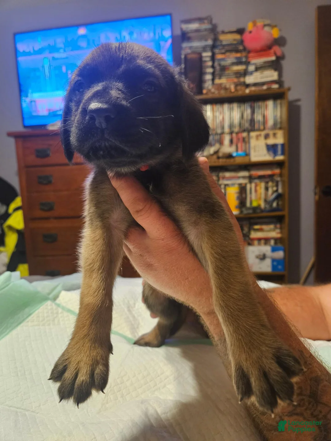 English Mastiff dogs for sale: English Mastiff 5 - Ad 2