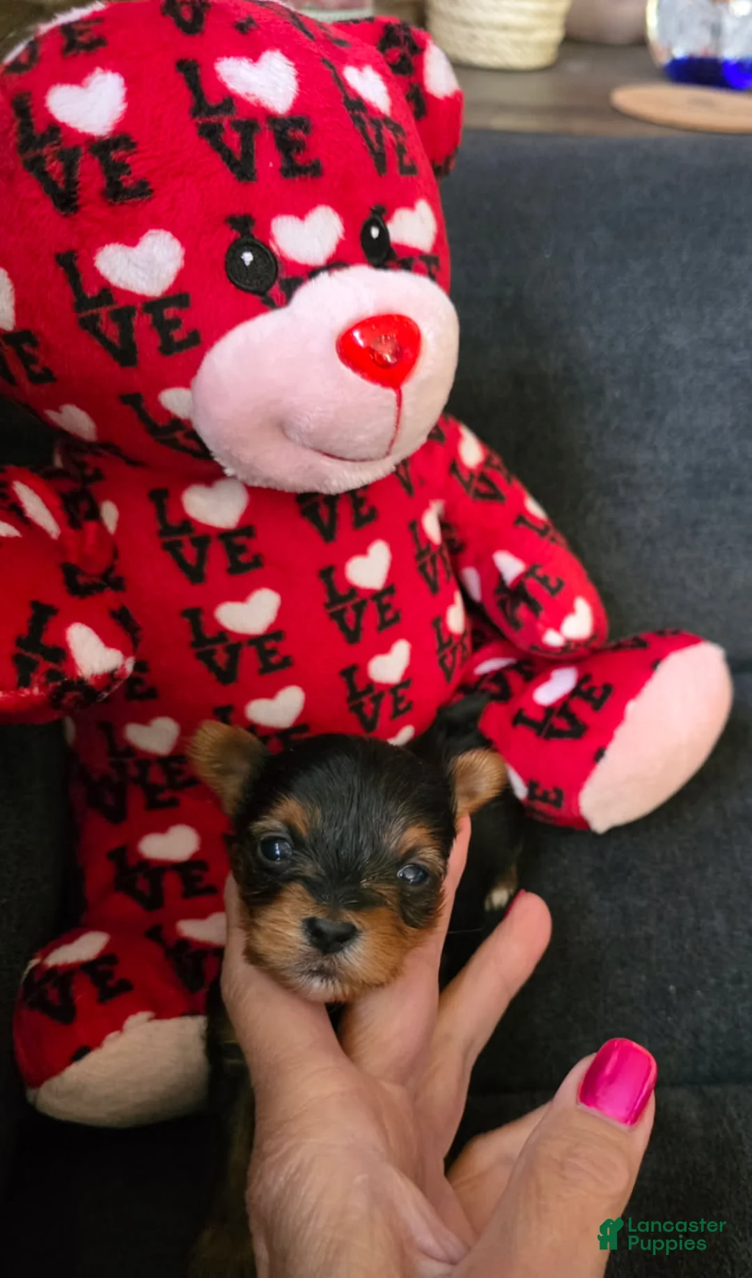 Yorkshire Terrier dogs for sale: Bear - Ad 3