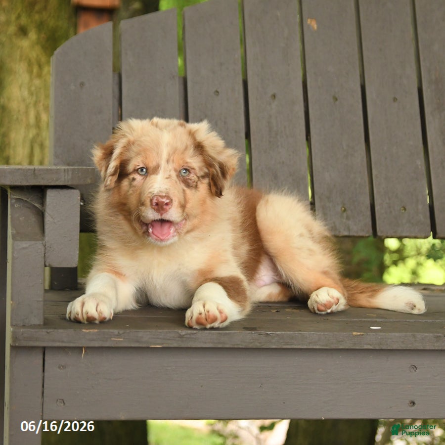 Border Collie dogs Mike - Ad 2