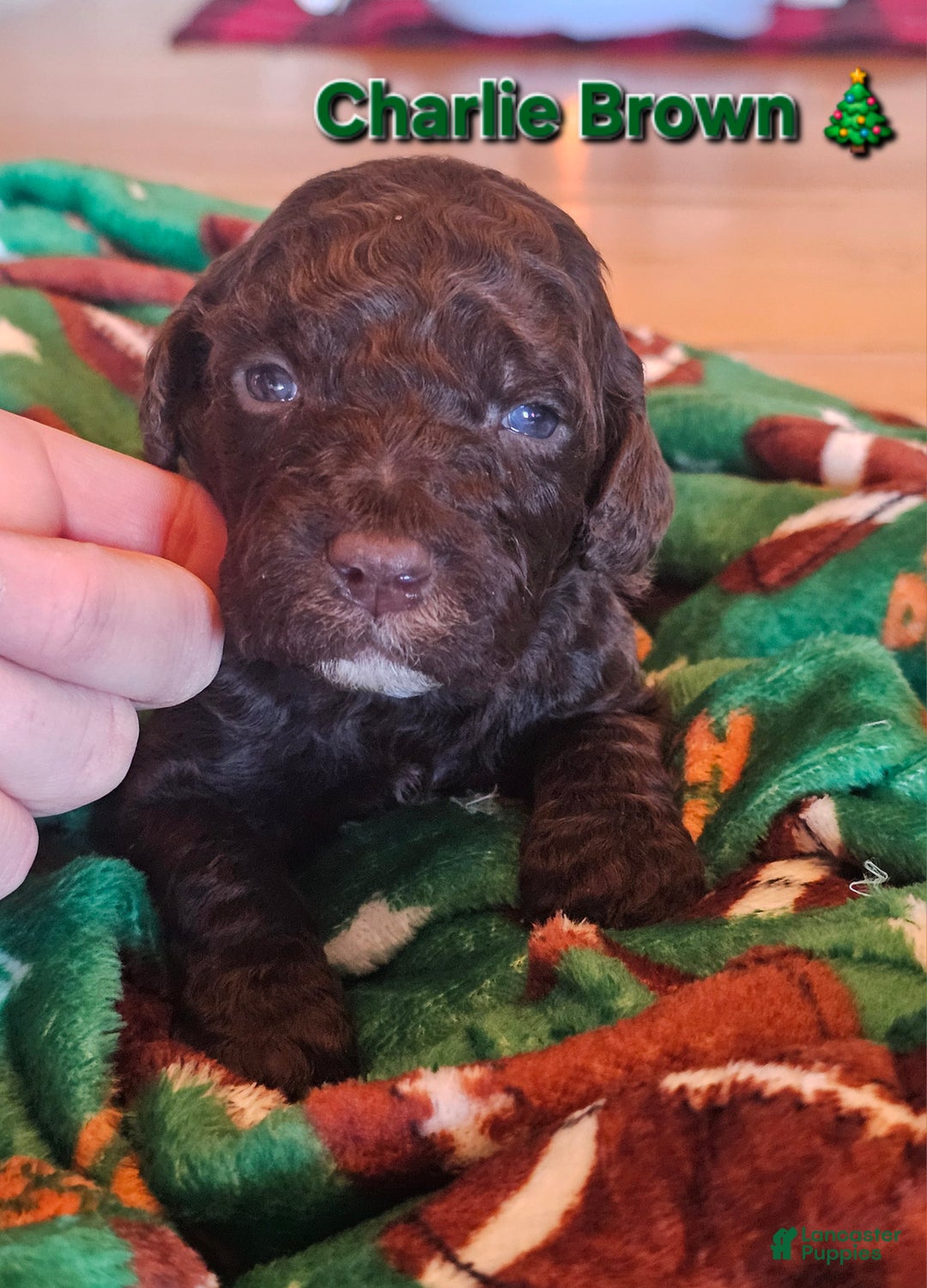 Goldendoodle dogs for sale: Charlie Brown  - Ad 2