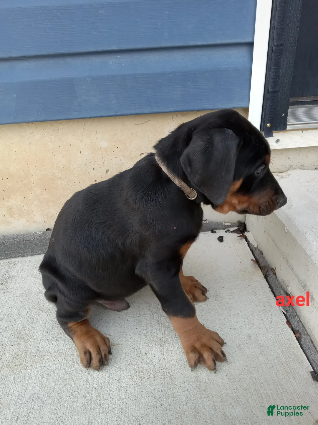 Doberman Pinscher dogs for sale: Axel - Ad 1