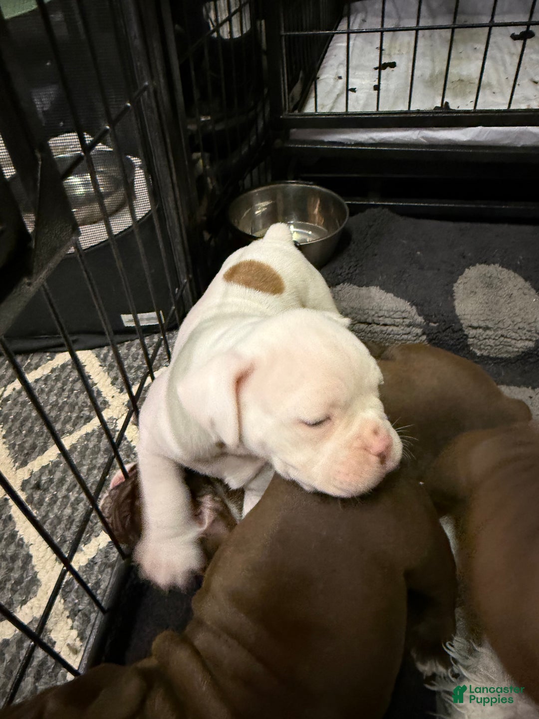 Olde English Bulldogge dogs for sale: Olde English Bulldogge Puppy 4 - Ad 6