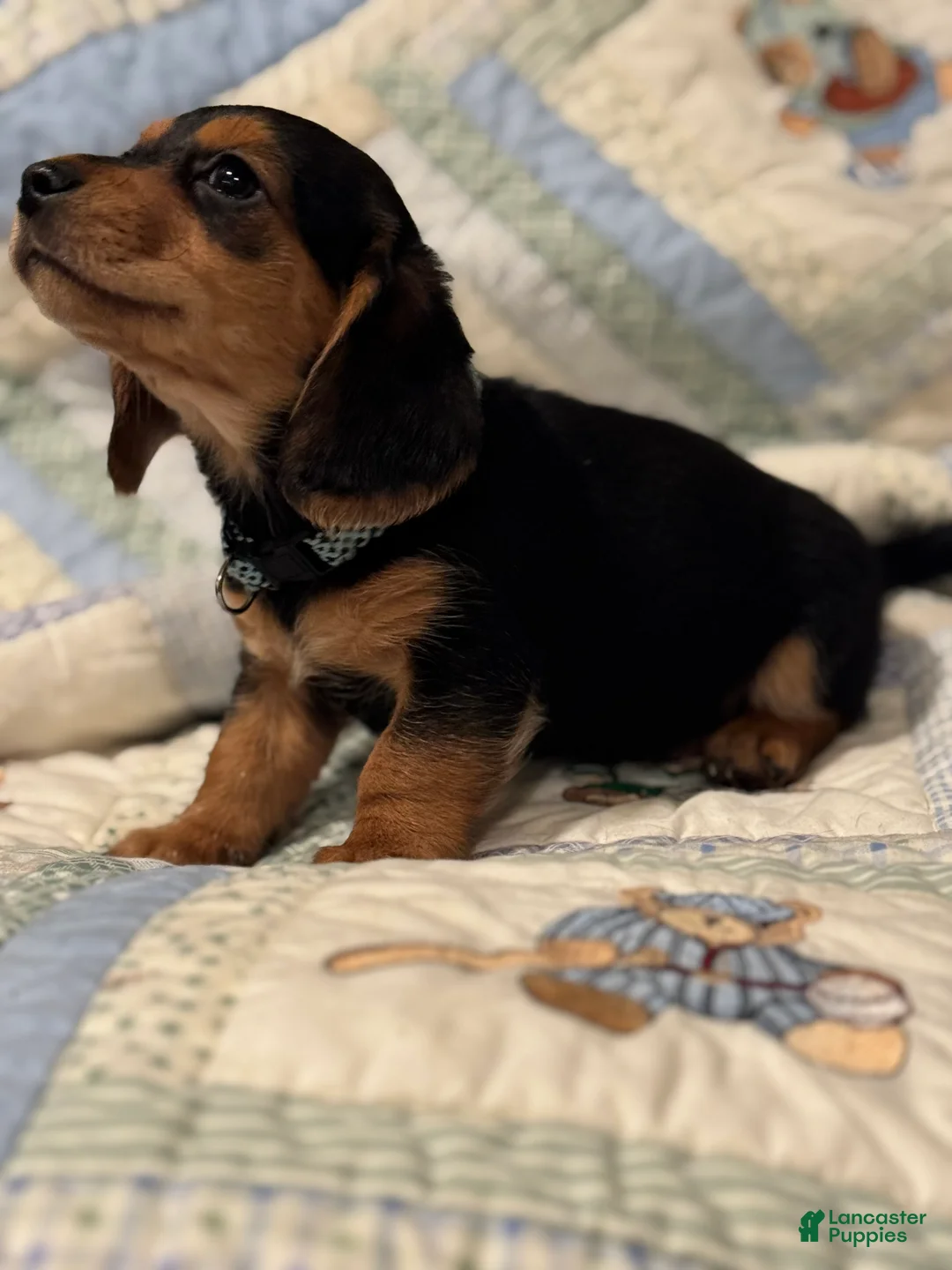 Mixed Breed dogs for sale: Charlie - Ad 1