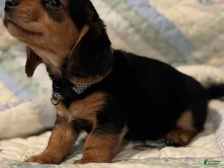 Mixed Breed dogs Charlie - Ad 40