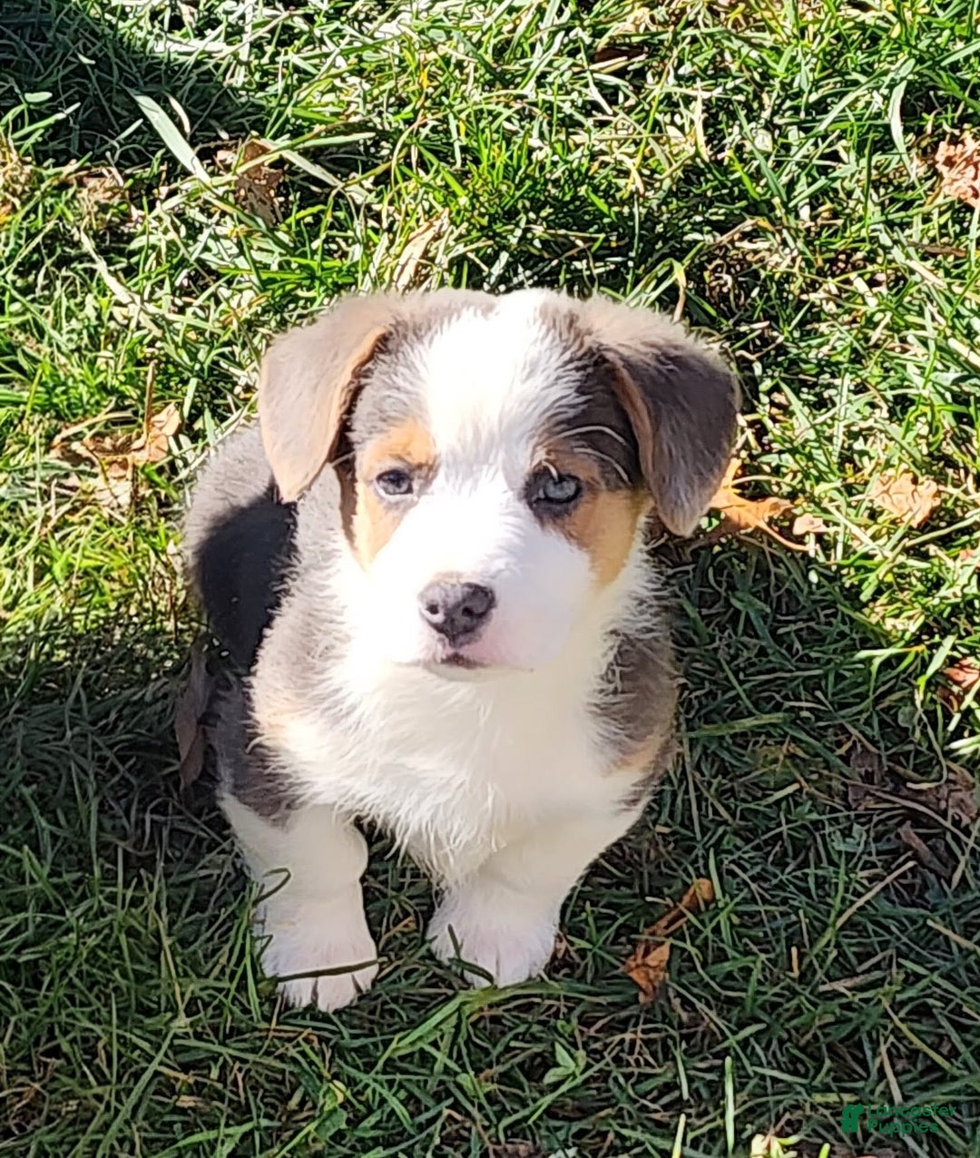 Welsh Corgi Pembroke dogs for sale: Apex Bluie  - Ad 10