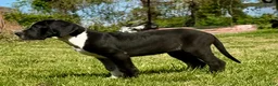Great Dane dogs for sale: Harlequin with Merle Markings - Ad 5