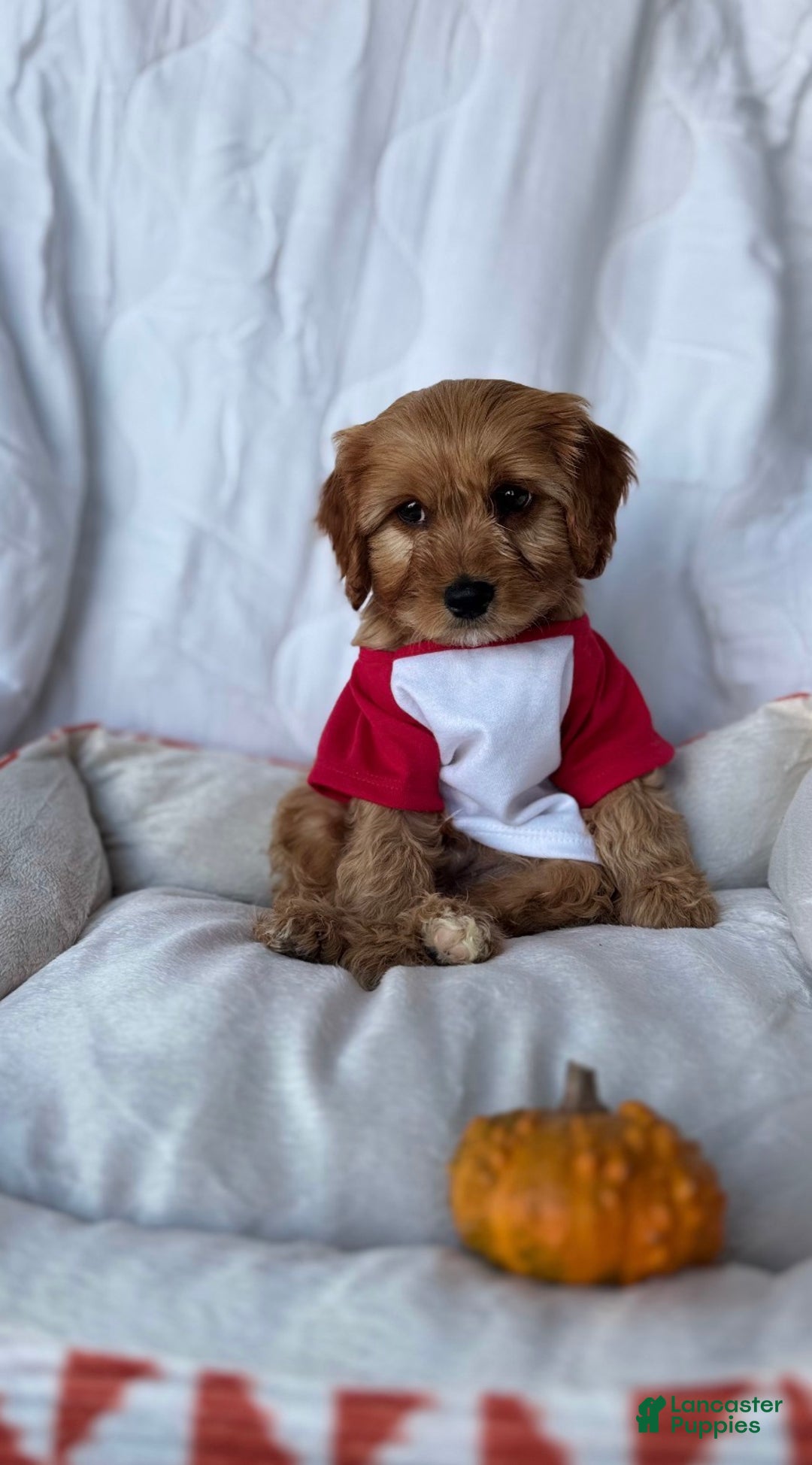 Cockapoo dogs for sale: Oliver – The “Emotional Support Bear” You’ll Fall in Love With 🧡🐾 - Ad 4