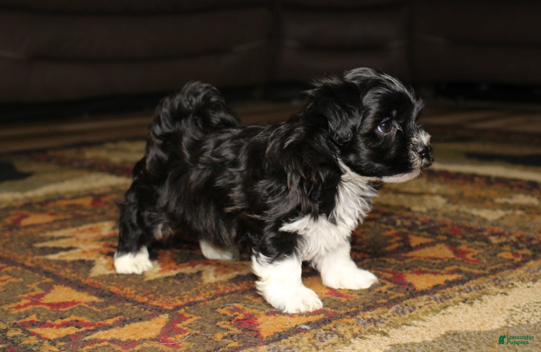 Havanese dogs for sale: Shilo - Ad 3