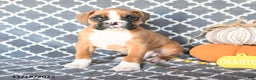 Boxer dogs for sale: Timmy - Ad 2
