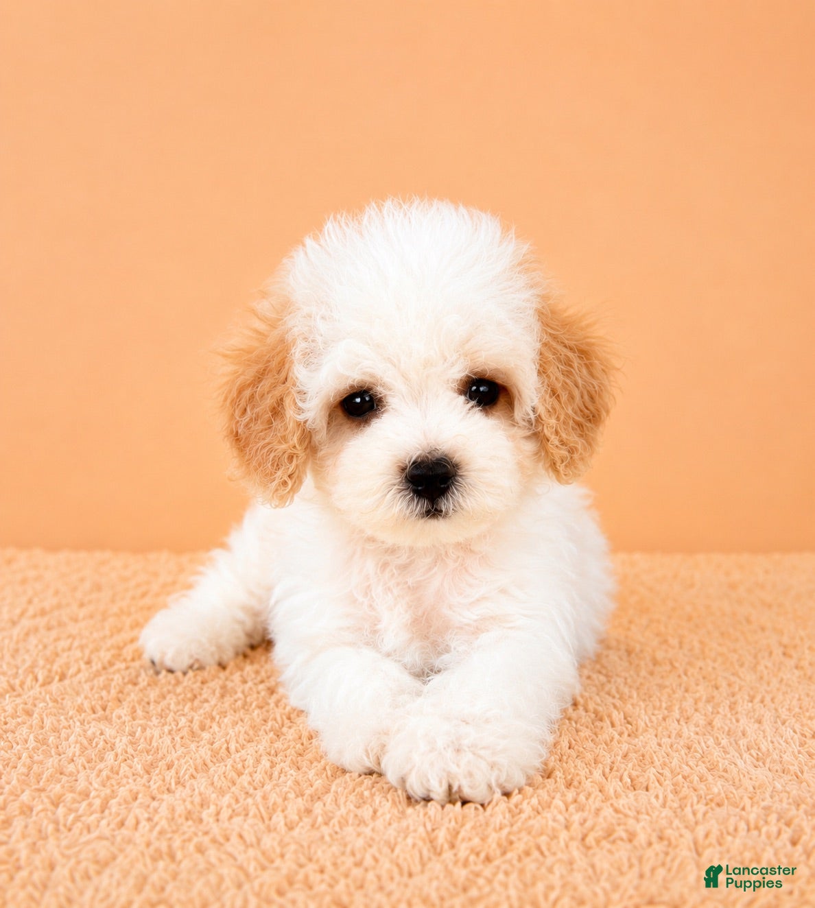 Cavapoo dogs Peaches - Ad 34