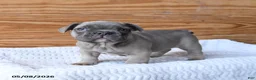 French Bulldog dogs for sale: Hershey - Ad 2