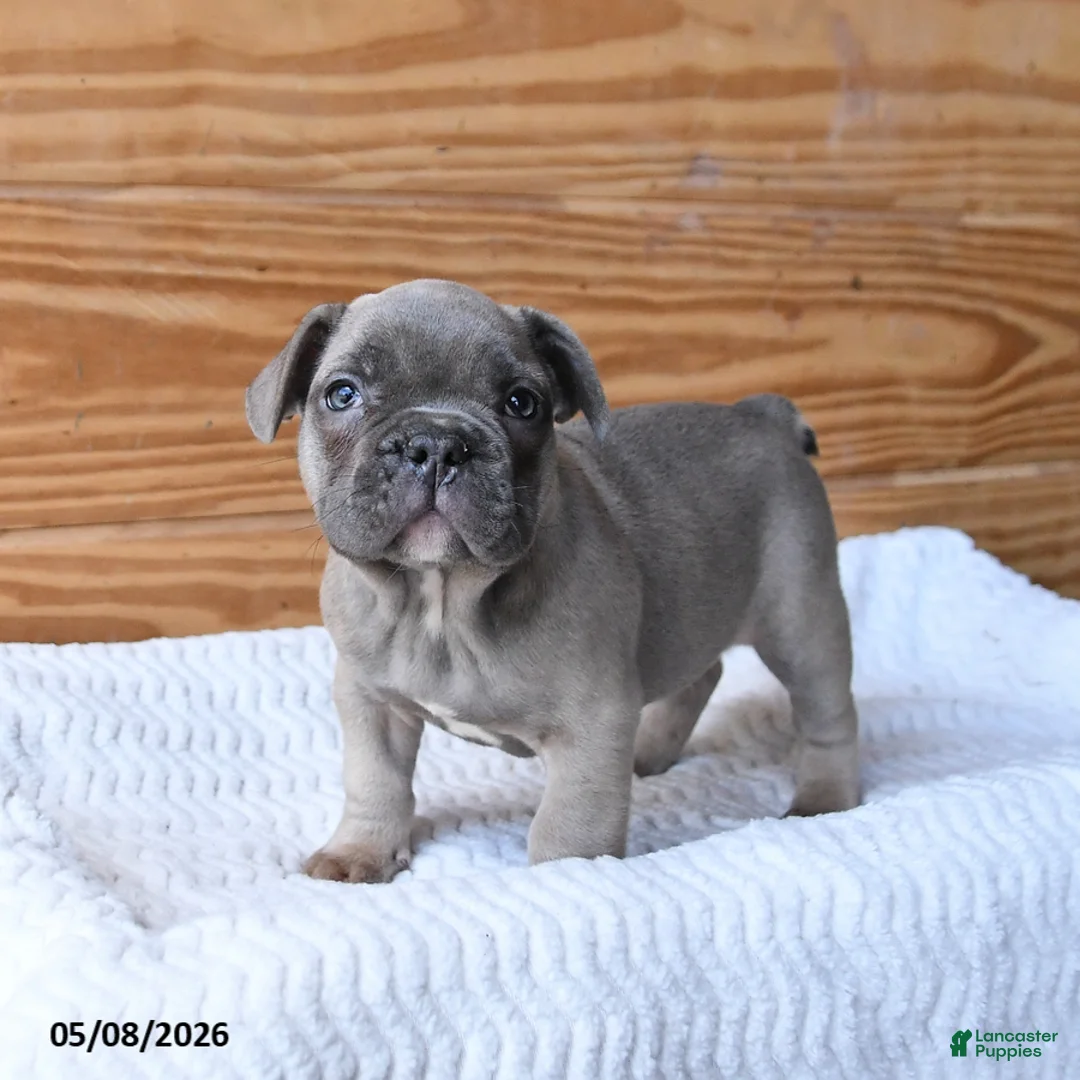 French Bulldog dogs for sale: Hershey - Ad 2