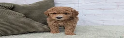 Mini Goldendoodle dogs for sale: Baily - Ad 4