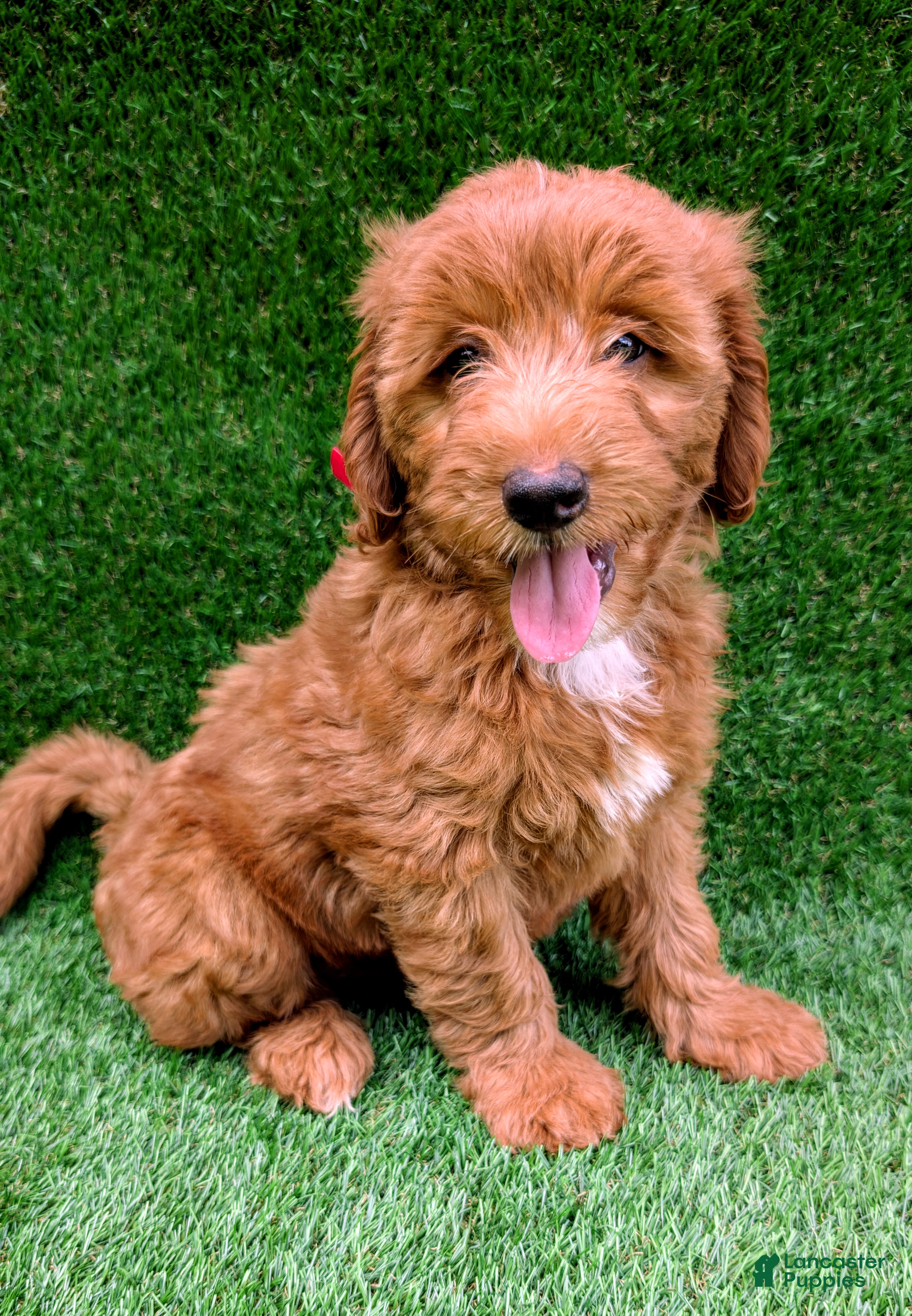 Mini Goldendoodle dogs Toby - Ad 1