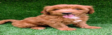 Toby