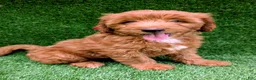 Mini Goldendoodle dogs for sale: Toby - Ad 1