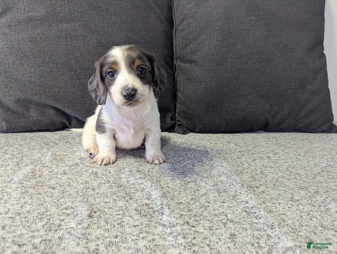 Miniature Dachshund dogs for sale: Comet - Ad 4
