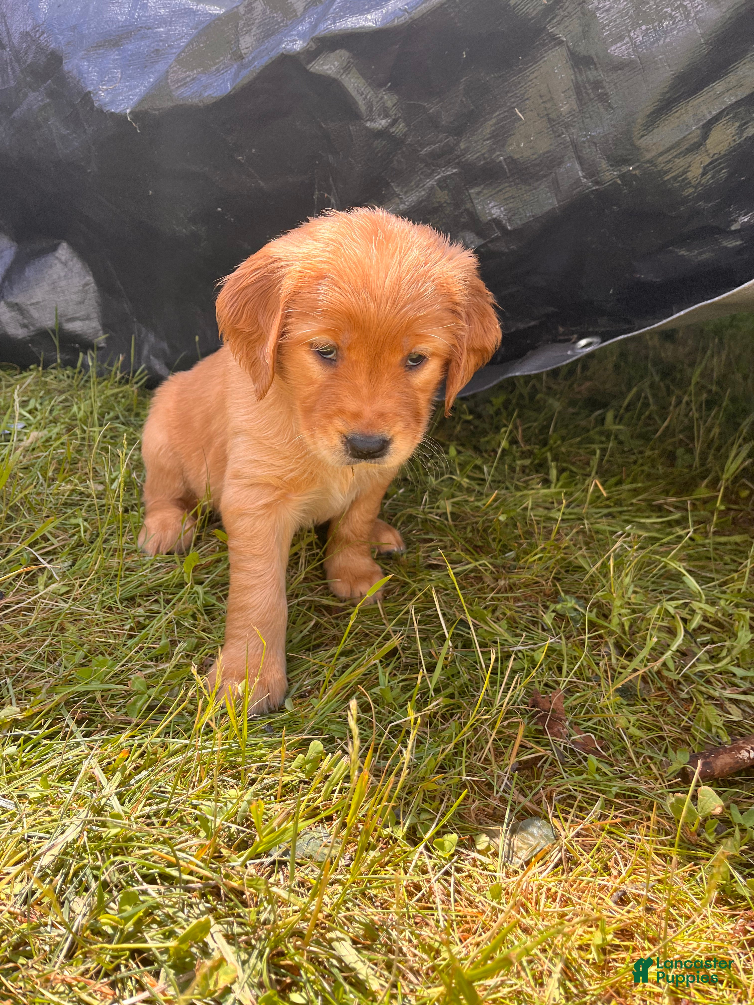 Golden Retriever dogs Golden Retriever 9 - Pearl - Ad 2