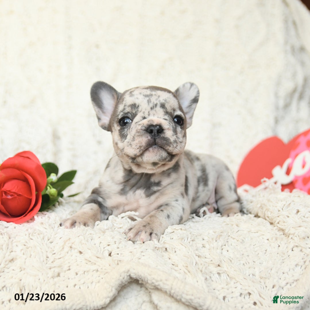French Bulldog dogs for sale: Bluebell - Ad 4