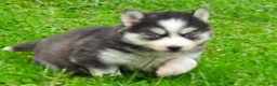 Pomsky dogs for sale: Dokato - Ad 5
