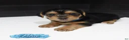 Shorkie dogs for sale: Shorkie 1 (Blue Collar) - Ad 3