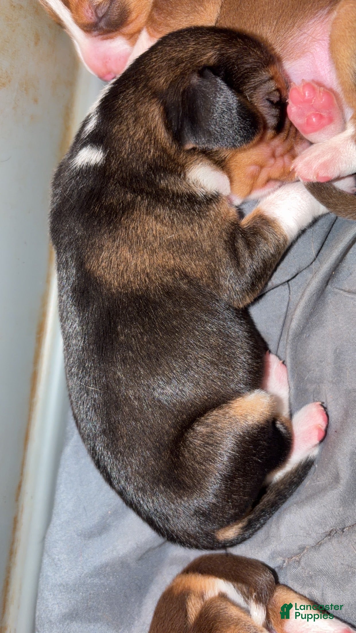 Beagle dogs Beagle Puppy 1 - Ad 1