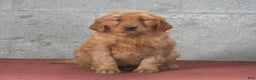 Golden Retriever dogs for sale: Deanna - Ad 7