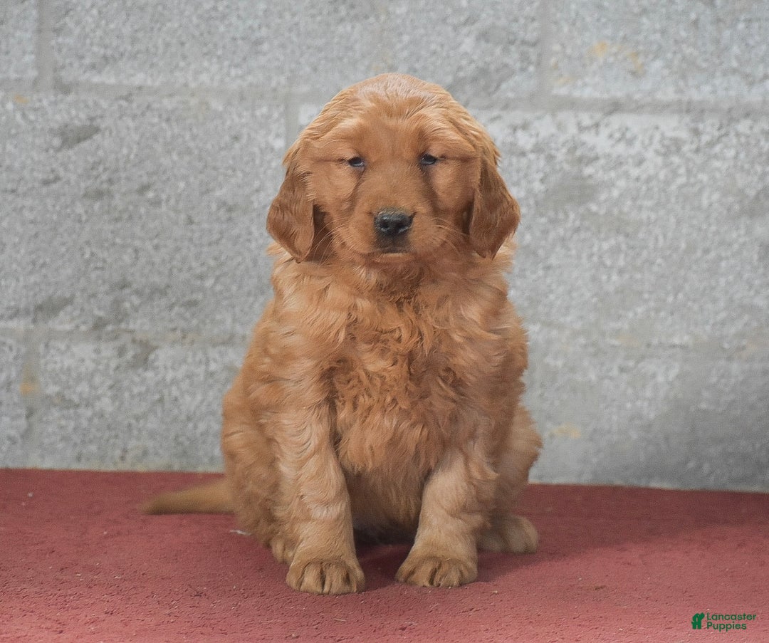 Golden Retriever dogs for sale: Deanna - Ad 7
