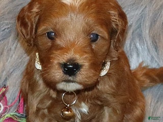 Mini Goldendoodle dogs Whitney 🌷👨👨👧👦💞🐕 - Ad 10