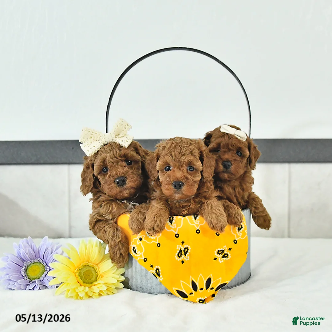 Toy Poodle dogs for sale: Terry  - Ad 5